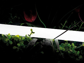 Лента светодиодная SWG PRO  00-00013283